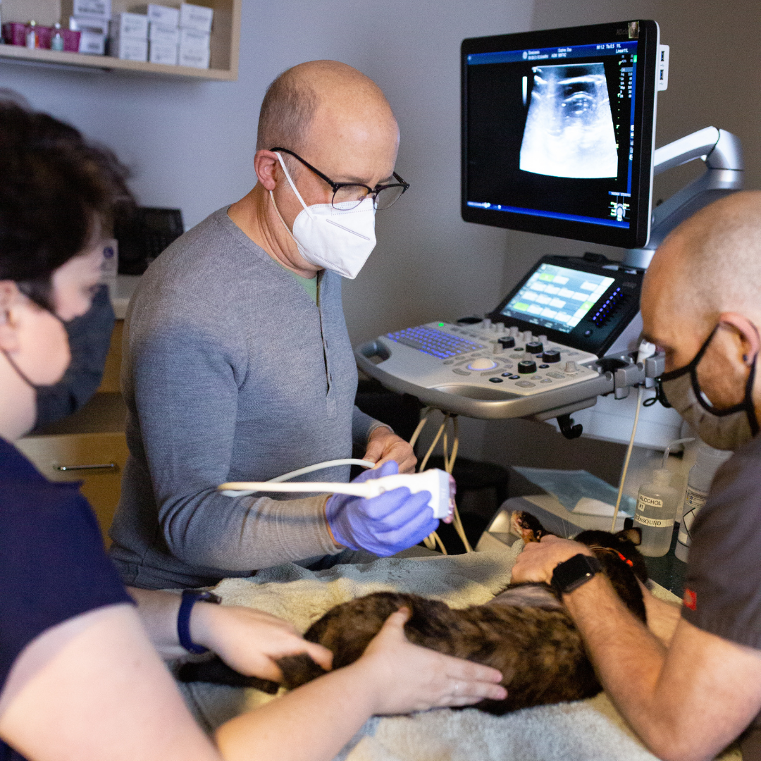 feline patient ultrasound in veterinary radiology department