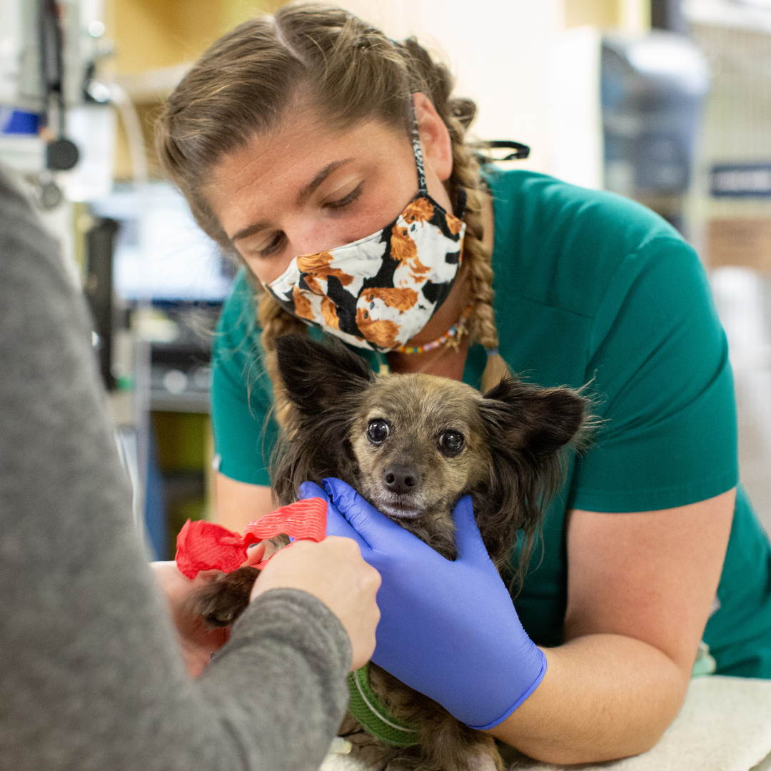 Canine patient getting vetwrap removed from leg by vet assistant and vet tech