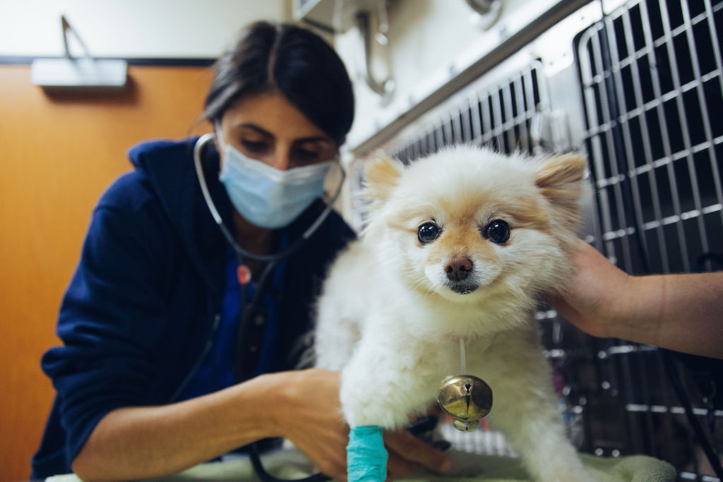 Veterinarian checking vitals of canine patient