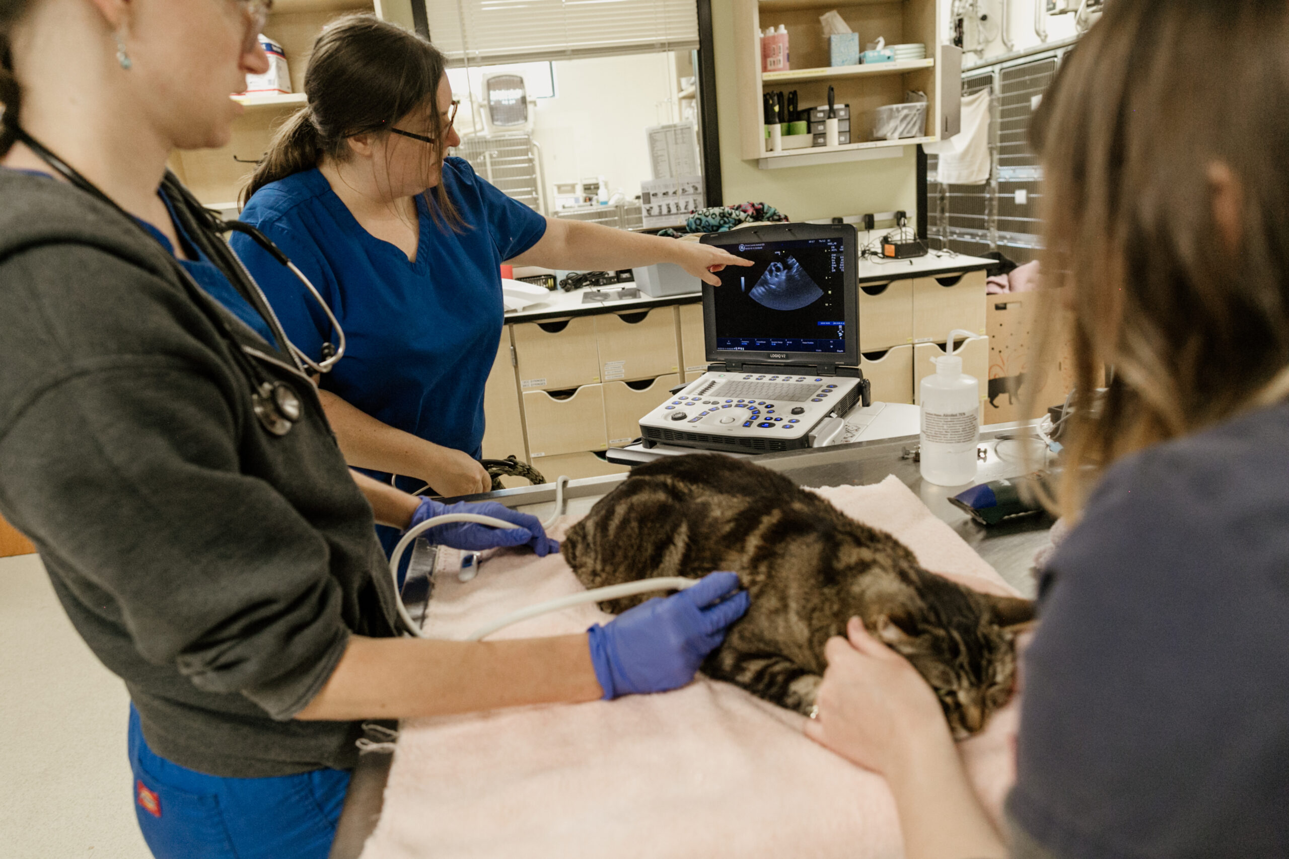 Proble Dvm Articles | atDove.org