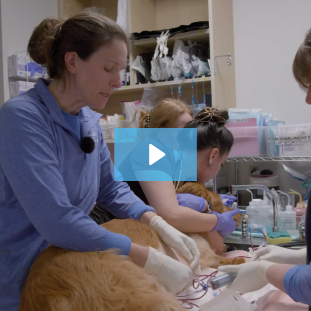 Autotransfusion autotransfusion procedure on animal