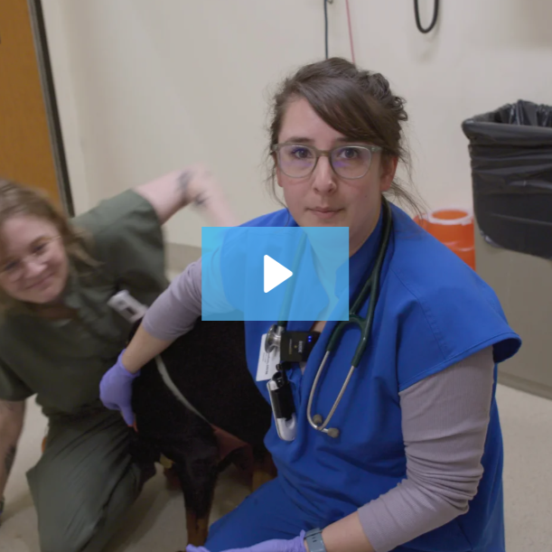 lifting large patient safely lift large animal patient