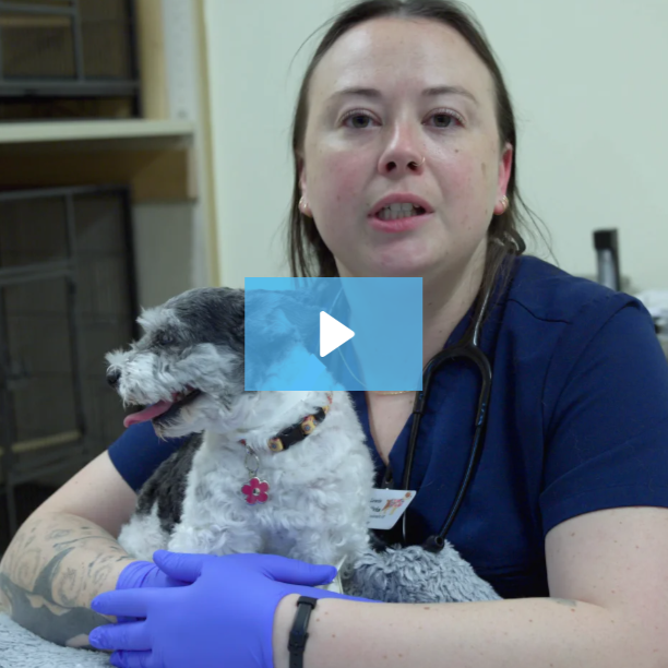 triage patient history triage veterinary medicine, getting patient history
